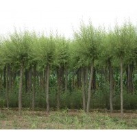供應(yīng)柳樹、垂柳、樟河柳、金絲垂柳、107速生楊、新疆楊