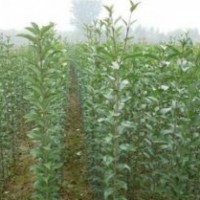 苗圃大葉女貞價(jià)格 10-15公分大葉女貞價(jià)格 浙江大葉女貞價(jià)格