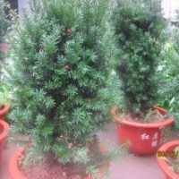 供應美國曼迪亞紅豆杉、流蘇