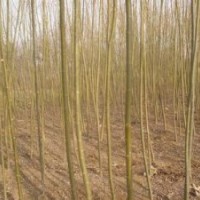 柳樹苗山西梨樹苗價(jià)格2-3公分柳樹3-5公分柳樹