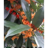 成都高桿丹桂|高桿金桂|高桿柳葉桂花