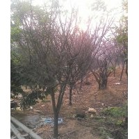 低價(jià)供應(yīng)紅葉李