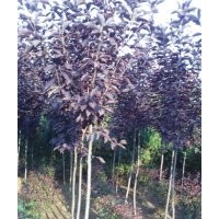 加拿大紅櫻 中華太陽李