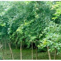 2、3公分五角楓大量出售、大量低價(jià)五角楓優(yōu)惠供應(yīng)