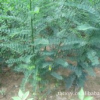 供應(yīng)白蠟芽子 國槐芽子 白蠟接穗 國槐接穗