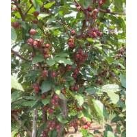 供應新品種北美海棠小苗