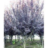 湖南3-8公分精品紅葉李