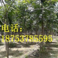 5公分北京欒樹(shù)