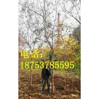 7公分北京欒樹(shù)