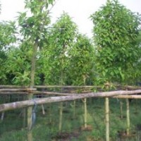 規(guī)格樹白玉蘭