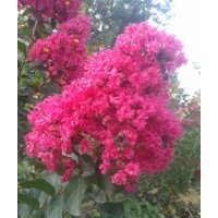 紅火球紫薇基地紅火球紫薇銷售