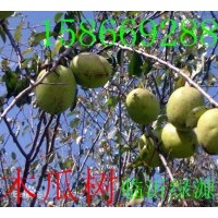 光皮木瓜，皺皮木瓜，木瓜樹，木瓜海棠