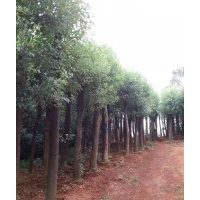 香樟 出售