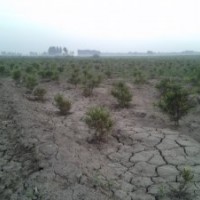 苗圃出售白皮松，油松，國槐，各種楊樹等