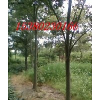 櫸樹 江蘇櫸樹基地 櫸樹小苗