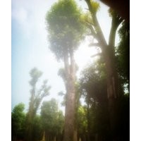 多桿移栽香樟，多桿35公分香樟