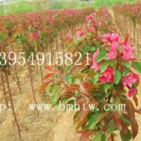 北美海棠，北美海棠小苗，木瓜苗，甜茶苗，流蘇苗