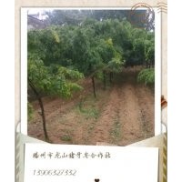 供應(yīng)嫁接皂角樹(shù)，供應(yīng)嫁接皂莢樹(shù)