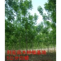 山東濟(jì)寧利宏種植基地直銷法桐苗木