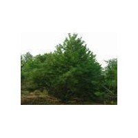 山西優(yōu)質(zhì)黑松苗 山西特供 質(zhì)優(yōu)價廉
