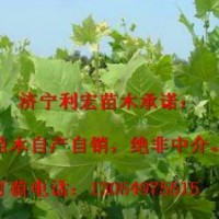 山東濟寧法桐扦插棒培育技術(shù)