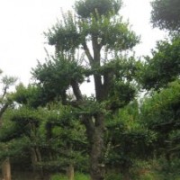 供應(yīng)對接白蠟，刺冬青，紅葉石楠，樸樹等