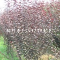 供應紅花木槿中 三角楓 紅葉李 榆葉梅 紅葉碧桃 金葉女貞 紅葉小