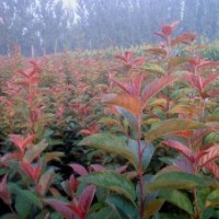 河南萬(wàn)匯實(shí)業(yè)出售 北美海棠 碧桃