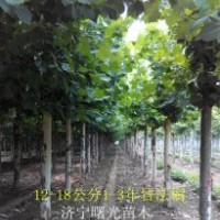 18公分2年冠法桐 18公分法桐價(jià)格 山東濟(jì)寧法桐基地
