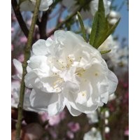 供應紅、綠碧桃