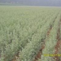 出售大果沙棘苗