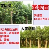 3公分法桐|5公分法桐價(jià)格河北廊坊法桐種植技術(shù)