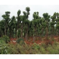 低價供應(yīng)8-30公分香樟、無患子、樸樹、烏桕、楓樹、濕地松