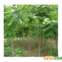 山西臭椿 千頭椿