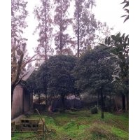 四川桂花2--20公分