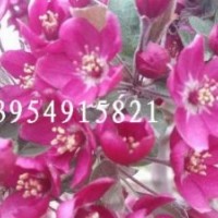 北美海棠，北美海棠小苗，北美海棠價(jià)格，沂蒙北美海棠網(wǎng)