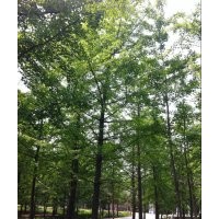 供應(yīng)銀杏樹