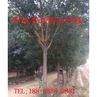 山東國(guó)槐價(jià)格