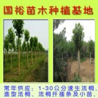 米徑15公分法桐河北廊坊米徑10公分法桐2014最新價格