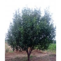 12公分八棱海棠樹