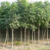 供應(yīng)無患子價格5公分無患子價格6公分無患子價格