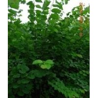 供應(yīng)優(yōu)質(zhì)叢生紫荊獨(dú)桿紫荊