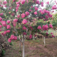 南京紫薇價(jià)格4公分紫薇價(jià)格5公分紫薇價(jià)格