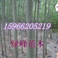 主營(yíng)：萬(wàn)畝107楊、法桐、白蠟、國(guó)槐、椿樹、速生柳、垂柳