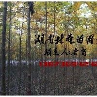 欒樹苗價(jià)格,2公分|3公分|4公分|5公分|6公分欒樹苗價(jià)格