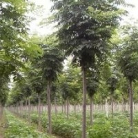 山西北欒北欒|4-10公分北欒供應(yīng)|優(yōu)質(zhì)北欒小苗供應(yīng)