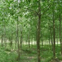 意楊銷售精品10公分優(yōu)質(zhì)意楊銷售