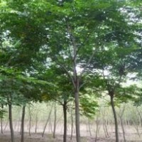 欒樹價格精品欒樹價格精品欒樹銷售