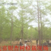 銀杏樹銷售 白果樹供應