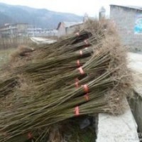 供應(yīng)欒樹價(jià)格10公分欒樹價(jià)格12公分欒樹價(jià)格